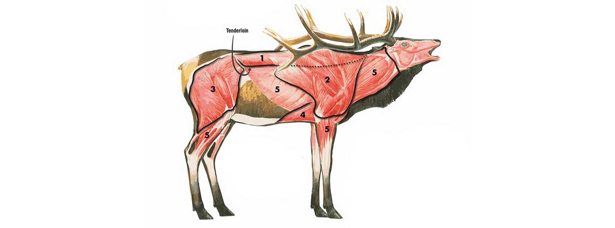 elk meat breakdown