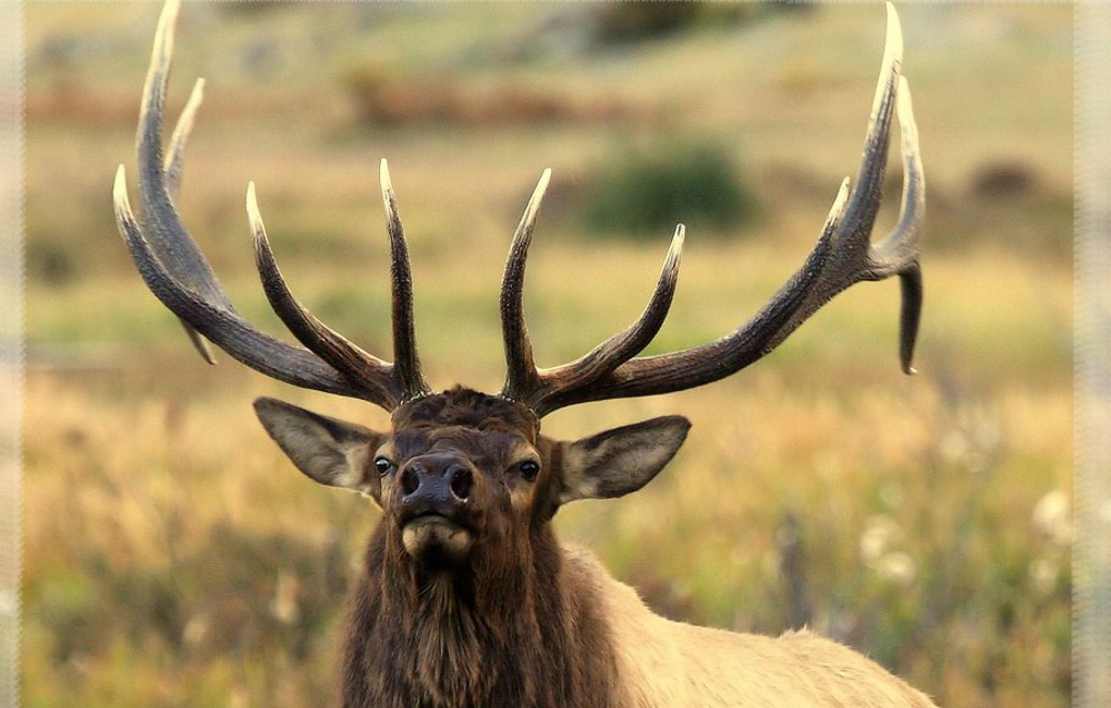 April 1 Deadline for 2020 Montana Elk, Deer Permits Rocky Mountain